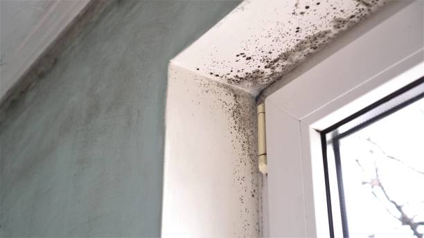 Best Professional Mold Removal  in Fortuna Foothills, AZ