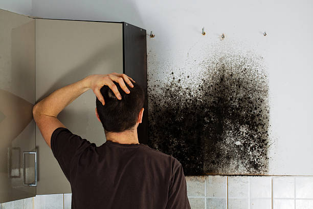 Trusted Fortuna Foothills, AZ Mold Removal Experts